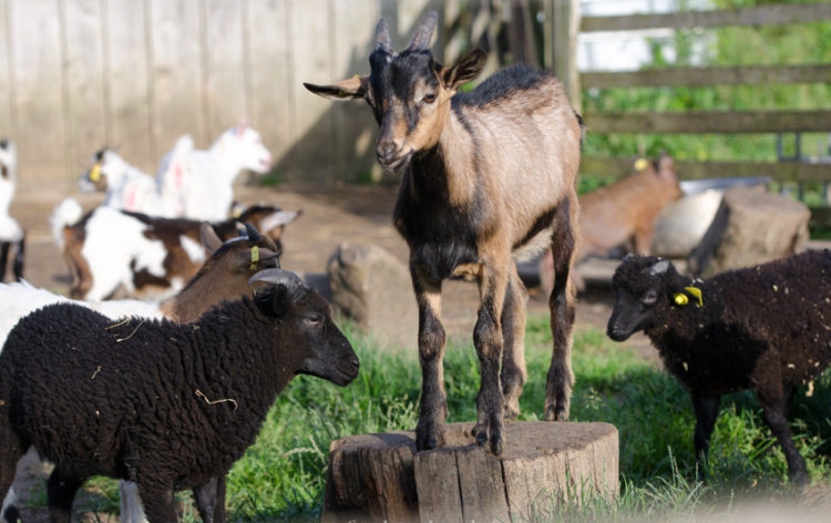 Visite De La Ferme P Dagogique De H H Ferme Du P Tit Brin D Paille